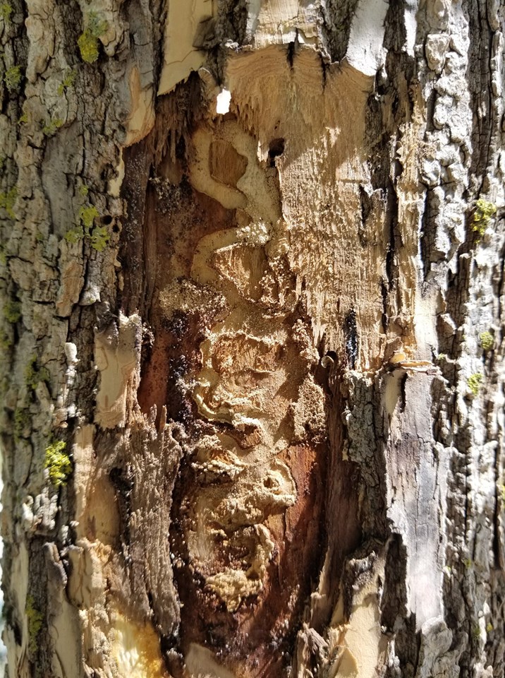 Photo of an emerald ash borer infested tree